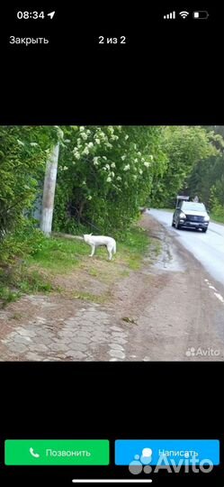 Отдам собаку мальчик 3 года