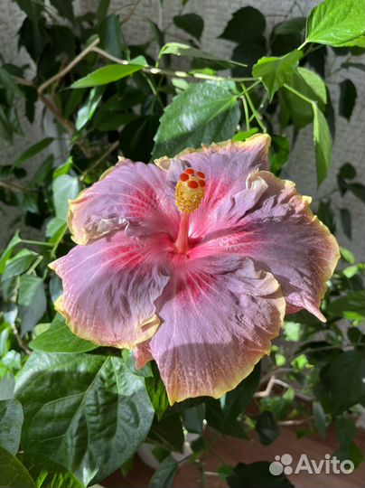 Гибискус сортовой Persian Rug