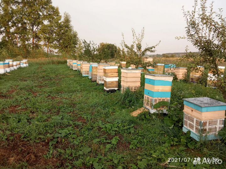 Мёд 2023 (Разнотравье с гречихой)