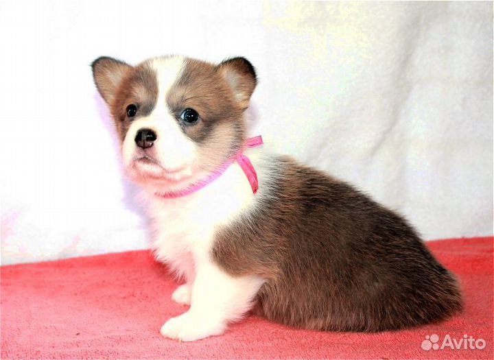 Щенки вельш -корги