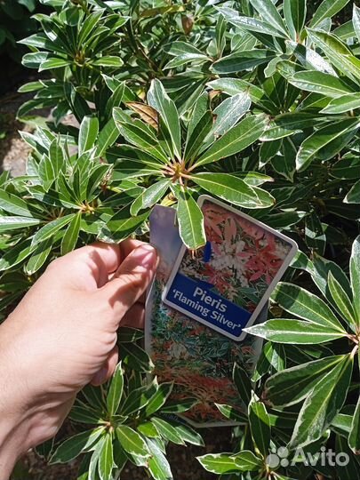 Пиерис японский Flaming Silver саженцы