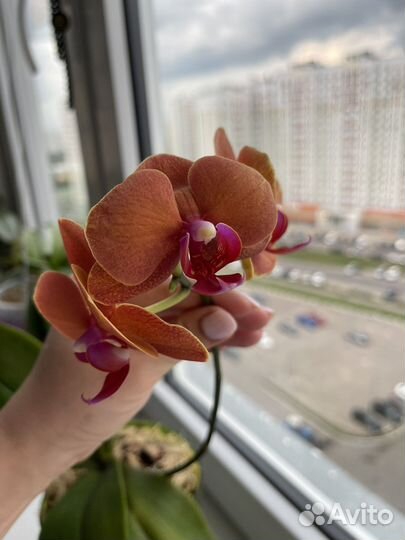 Орхидея фаленопсис Горизонт