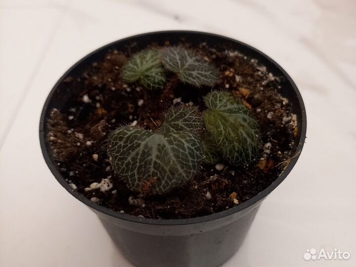 Камнеломка