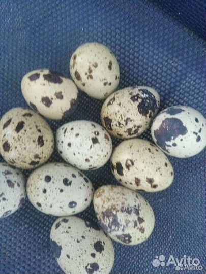 Инкубационное яйцо техасцев мальчики техасцы