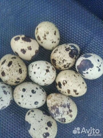 Инкубационное яйцо техасцев мальчики техасцы