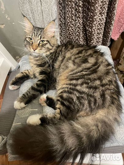 Мейнкун котенок-подросток в хорошие руки