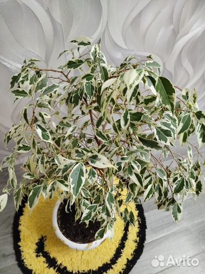 Фикус бенджамина