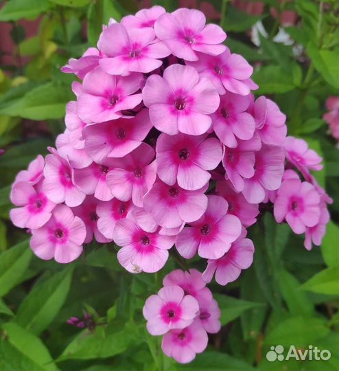 Флоксы многолетние