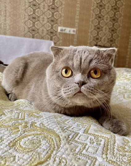 Шотландский вислоухий кот