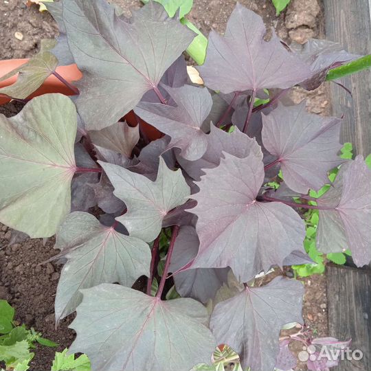 Ипомея батат