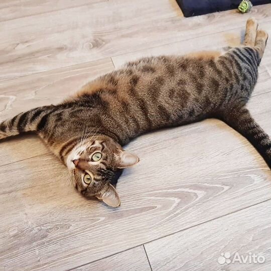 Кошечка Варя