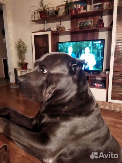 Кобель вязка кане корсо