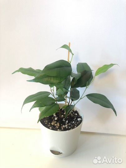 Фикусы сортовые Голден Кинг, Даниэль, Букле