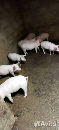 Поросята