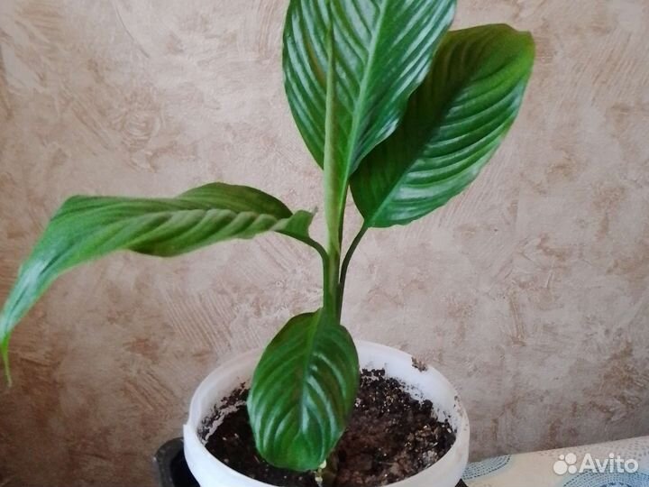 Спатифиллум