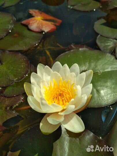 Нимфея белая (лилия, кувшинка) для пруда