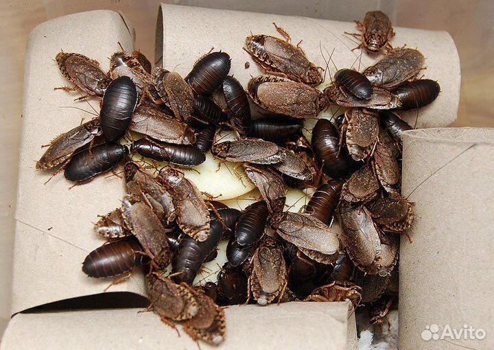 Кормовые насекомые для Рептилий \ Членистоногих