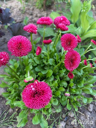 Многолетники