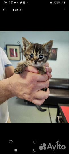 Кошка котёнок девочка