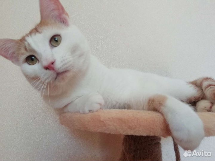 Замечательный Симба