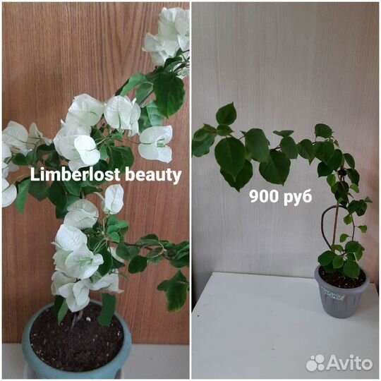 Бугенвиллии кусты