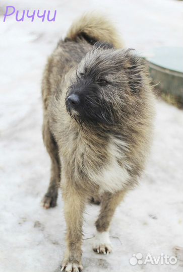 Пристраиваем в добрые руки