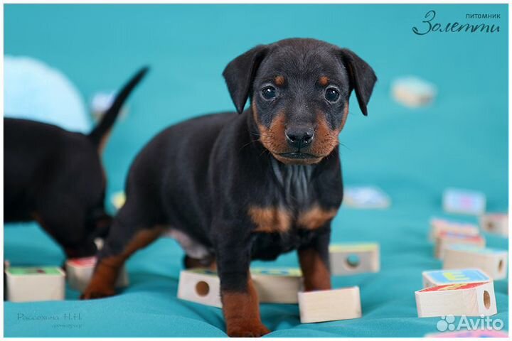 Щенки цвергпинчера