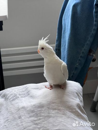 Попугай корелла выкормыш. С клеткой