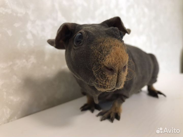 Морская свинка скинни