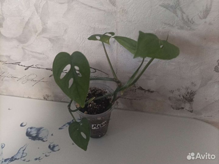 Монстеры, кротон, хойя обовата вариегатная