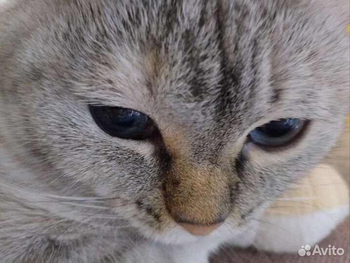 Кошка в дар