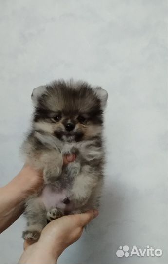 Мини шпиц