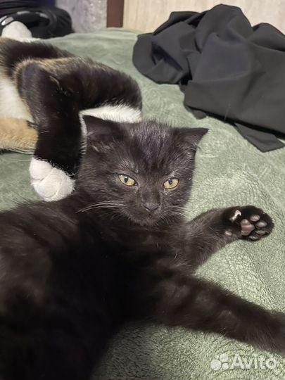 Котенок шотландец девочка