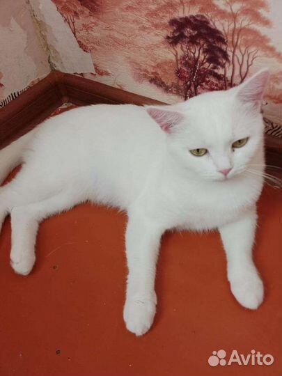 Кошка Джесс