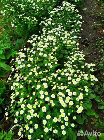 Многолетник, Матрикарция