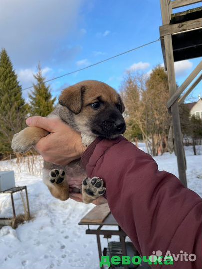 Щенки хотят домой