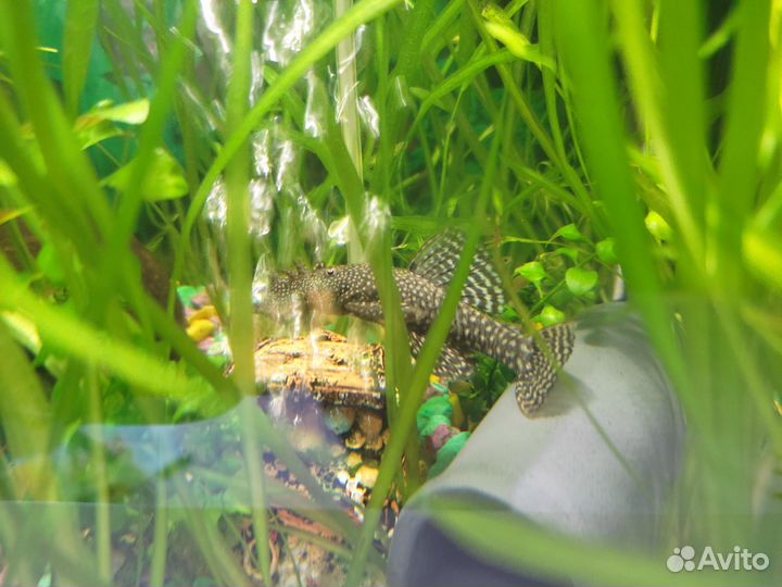 Сомики Анцитрусы