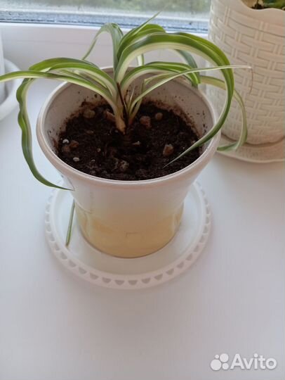 Комнатные растения