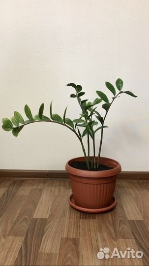 Замиокулькас