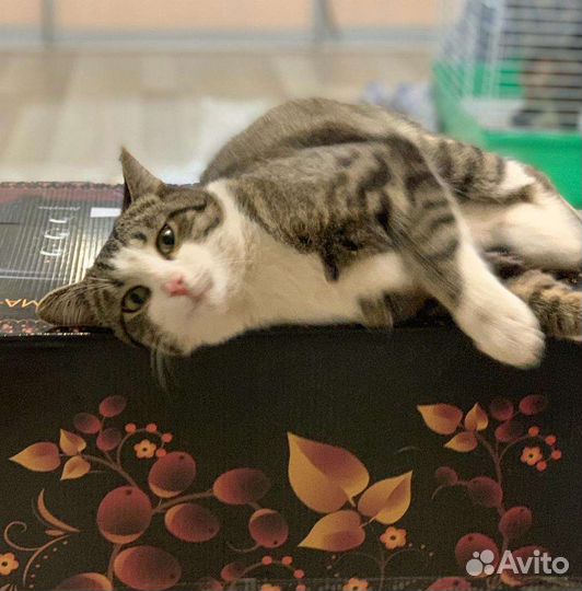 Кот Василий ищет дом