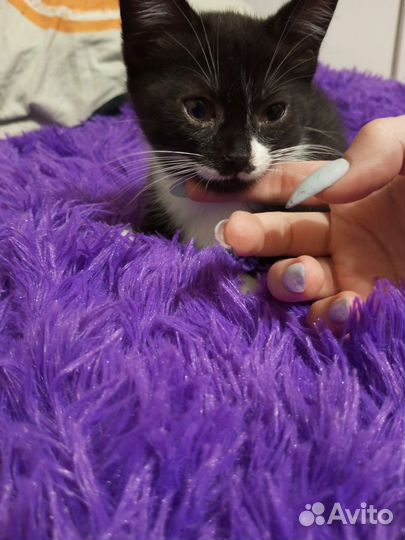 Котенок девочка