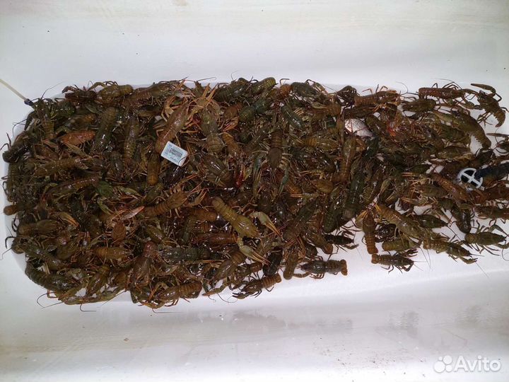 Живые раки постоянно в наличии 24часа