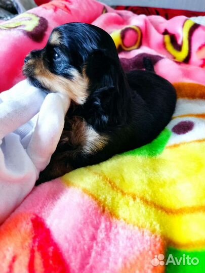 Няшные Кукляшные 3 девочки и мальчик цветного йорк