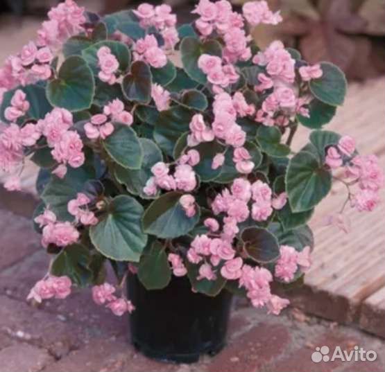 Бегония вечноцветущая махровая