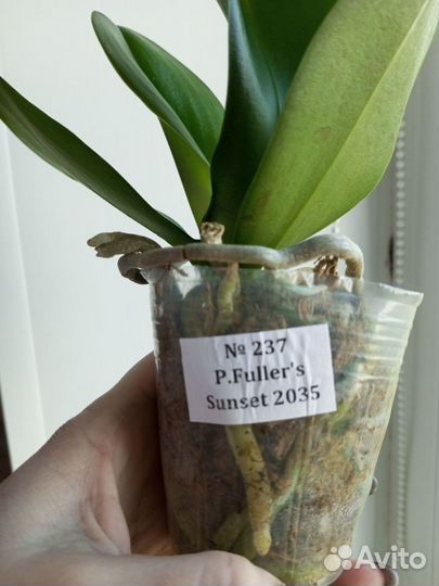 Орхидея Fuller's Sunset размер 2,5