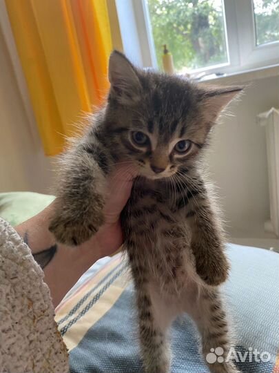 Котята