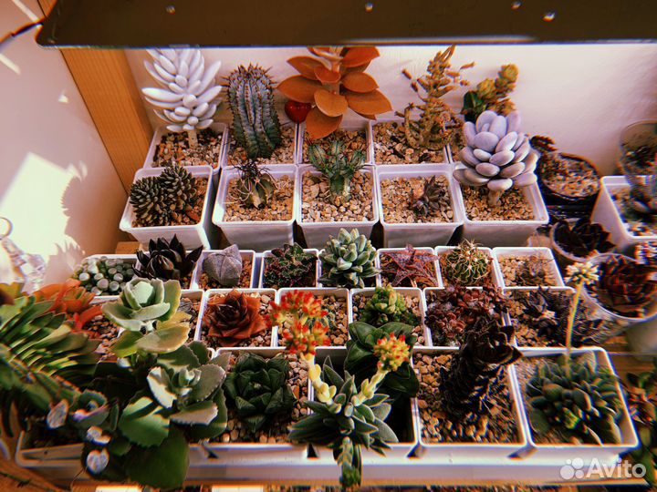 Суккуленты 2 часть