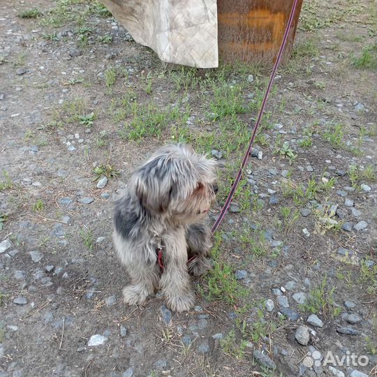 Собака йоркширский терьер