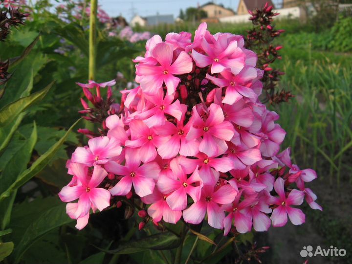 Многолетние растения (саженцы флоксов и др.)