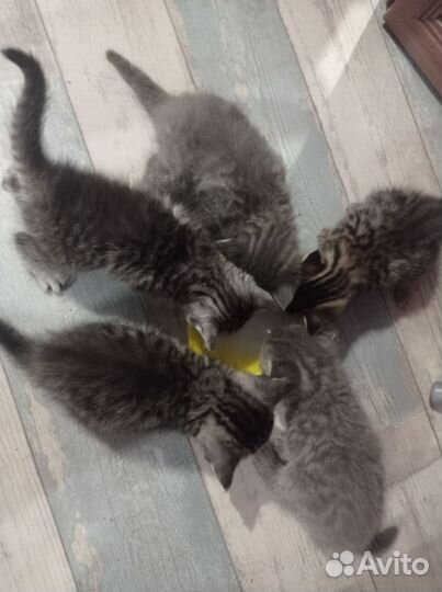 Британские котята